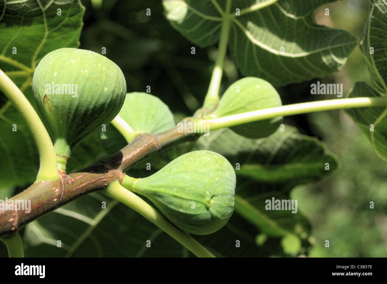 Feigen (Ficus Carica) Stockfoto