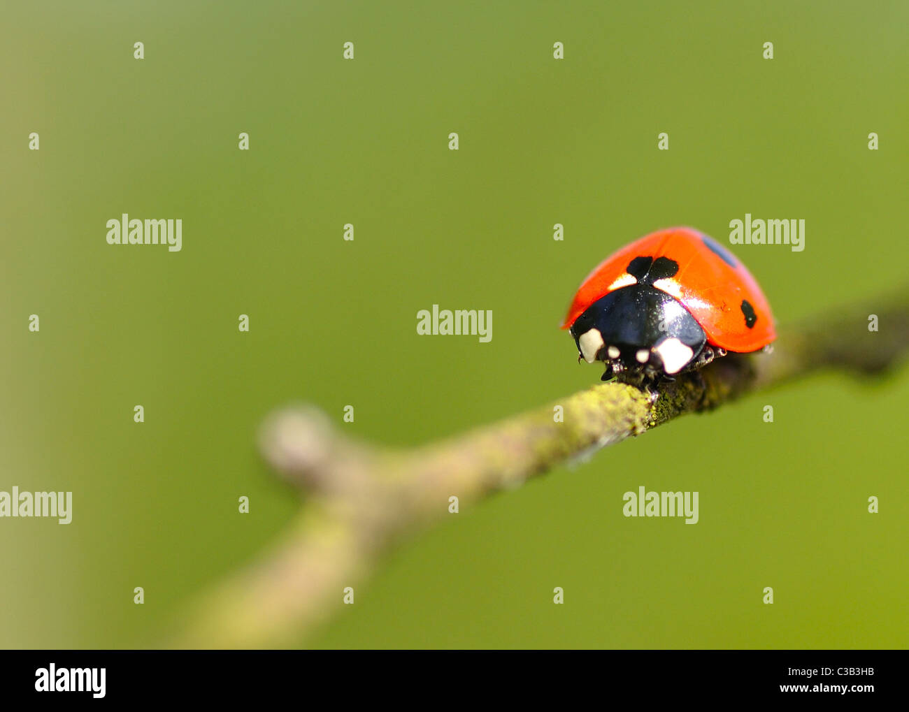 7 Punkt Marienkäfer auf einem Ast Stockfoto