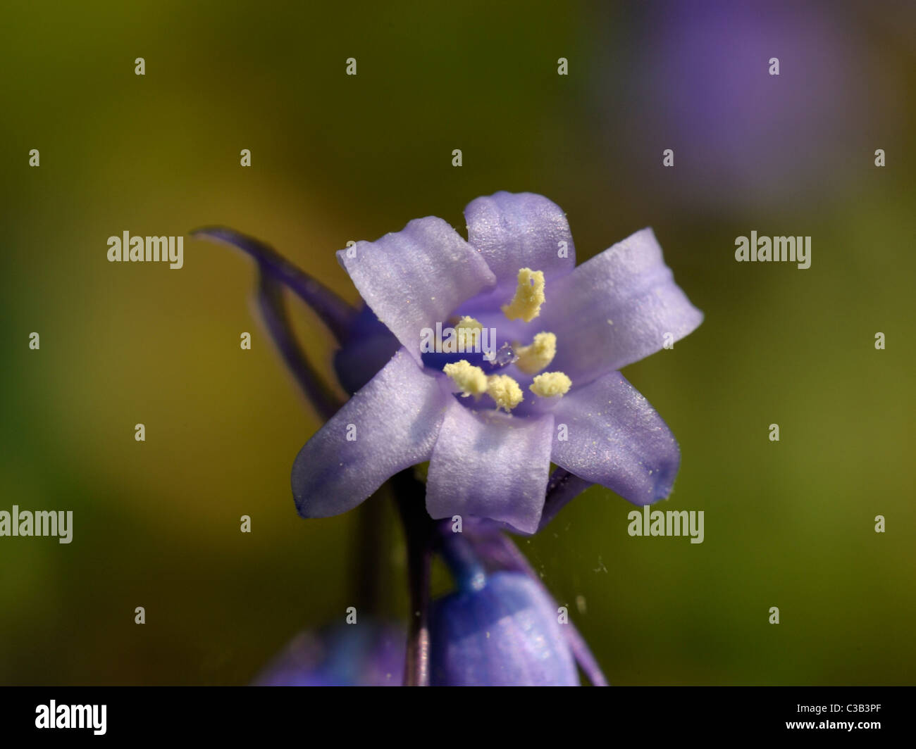 Bluebell, Hyacinthoides non-scripta Stockfoto