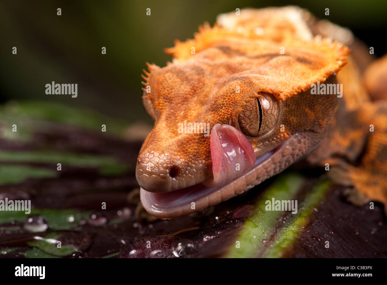 Neue Caledonian Crested Gecko - aufgenommen im Studio. Stockfoto