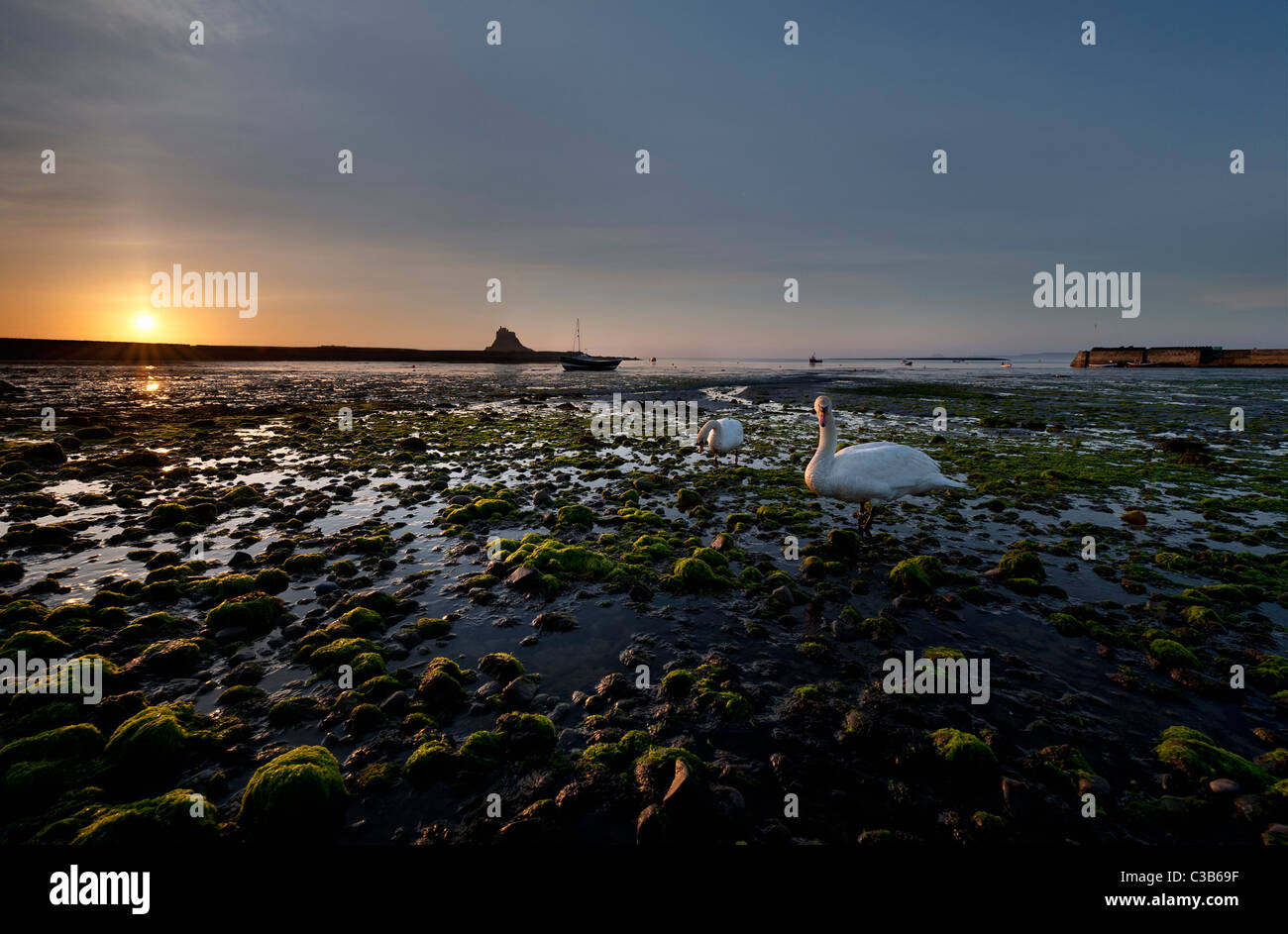 Lindisfarne im Morgengrauen paar Höckerschwäne am Ufer Futter. Stockfoto