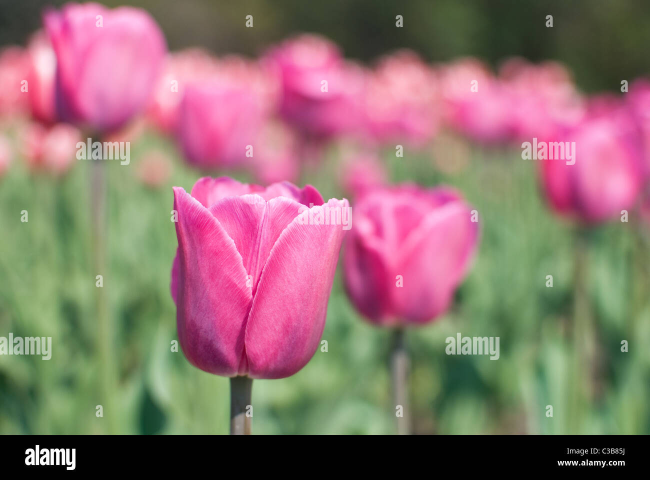 schöne Tulpen auf Blumenbeet im Botanischen Garten Stockfoto