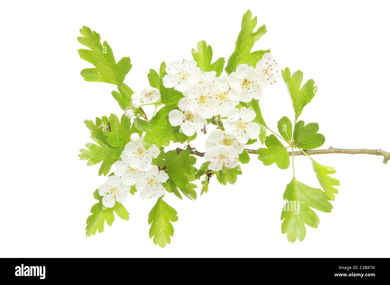 Weißdorn-Blüten und Blätter auch bekannt als isoliert gegen weiße Blüte kann Stockfoto