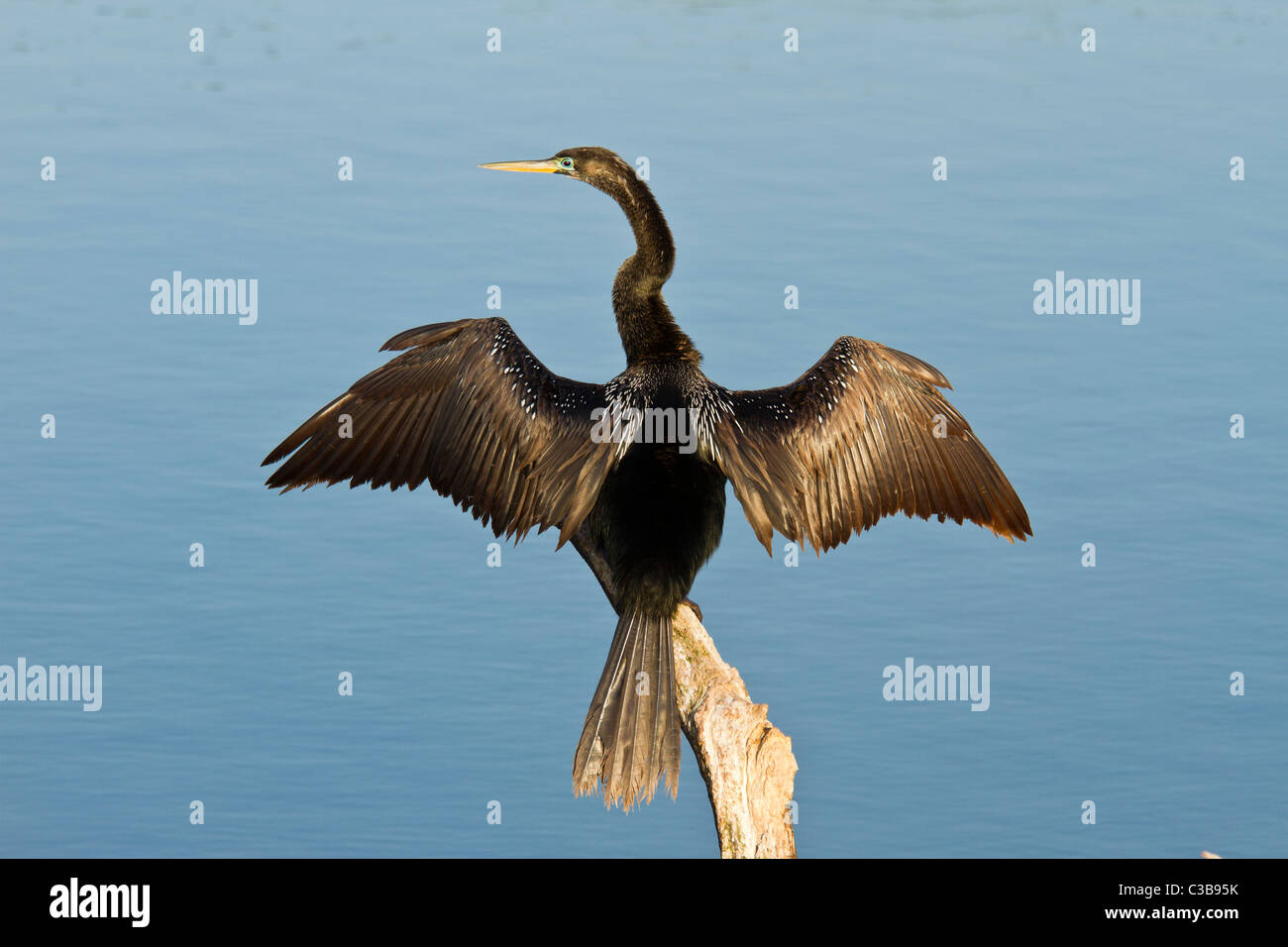 Anhinga Anhinga Anhinga, trocknen Flügel, Venice, Florida, USA Stockfoto