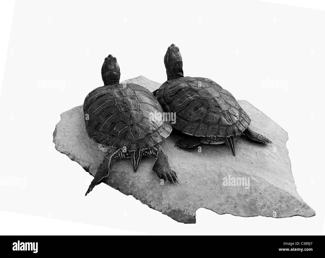 zwei Schildkröten auf einem Stein isoliert auf weiss Stockfoto