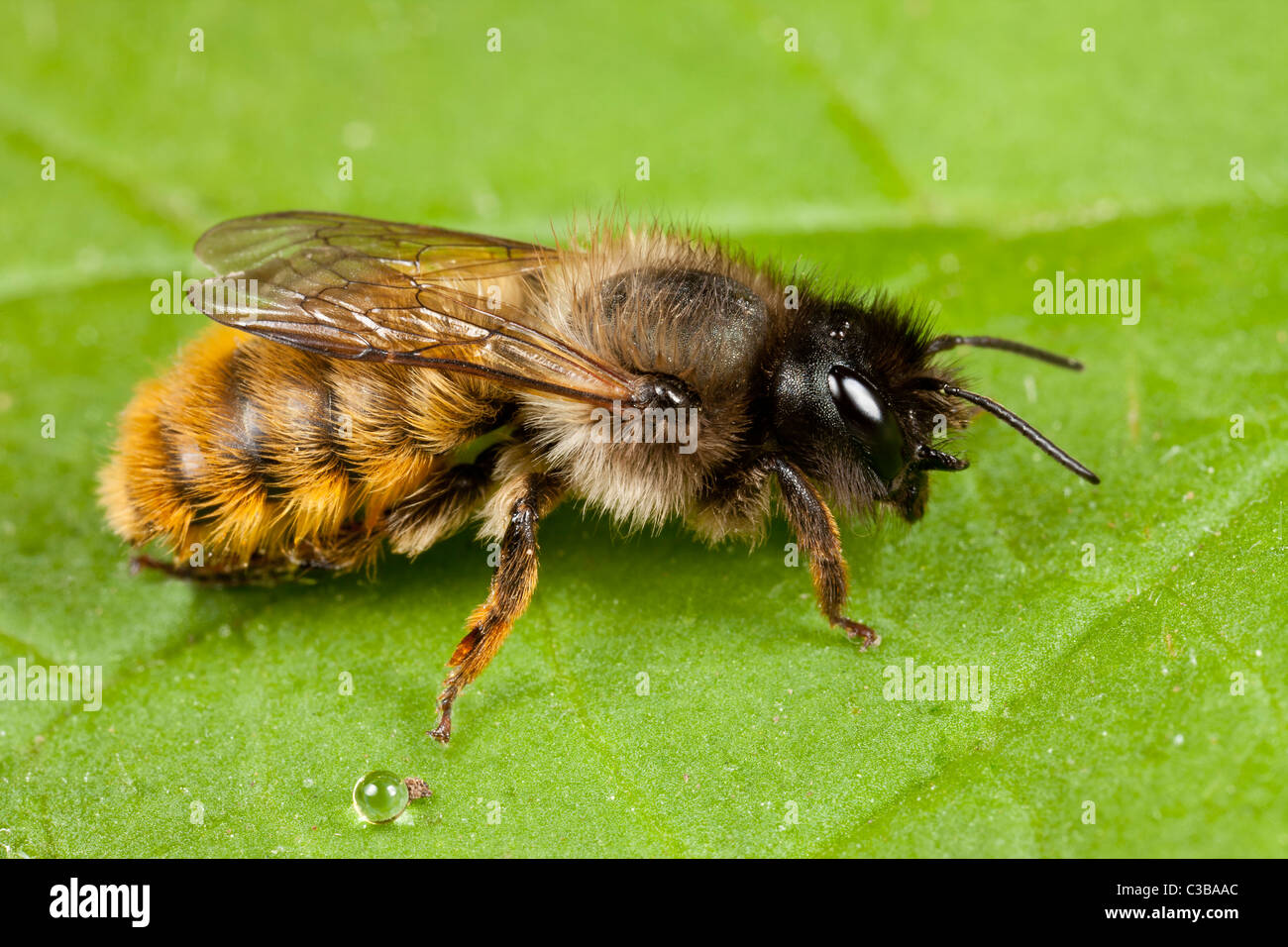 Bergmann-Biene, wahrscheinlich Andrena nigroaenea Stockfoto