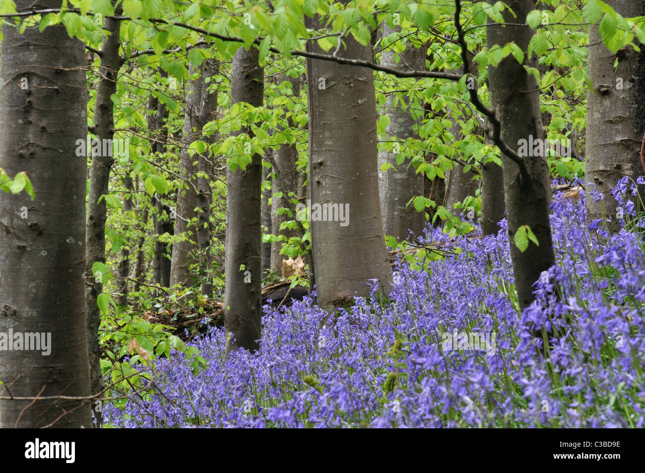 Bluebell Woods mit Rotbuchen, Pembrokeshire, Wales, Vereinigtes Königreich Stockfoto