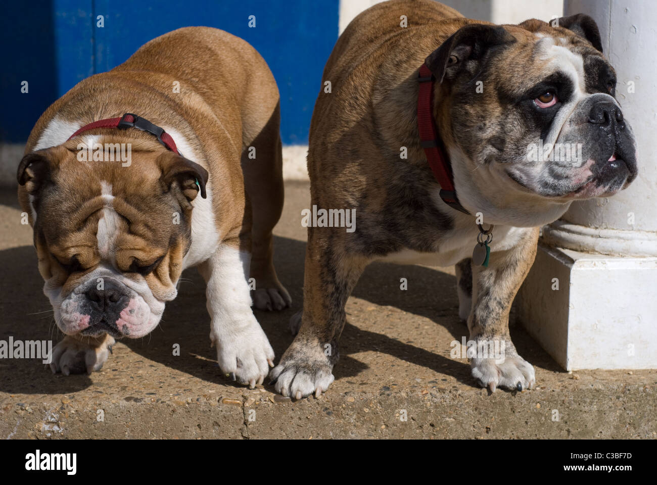 Zwei britische Bulldogs in Wanstead Park, East London. Stockfoto