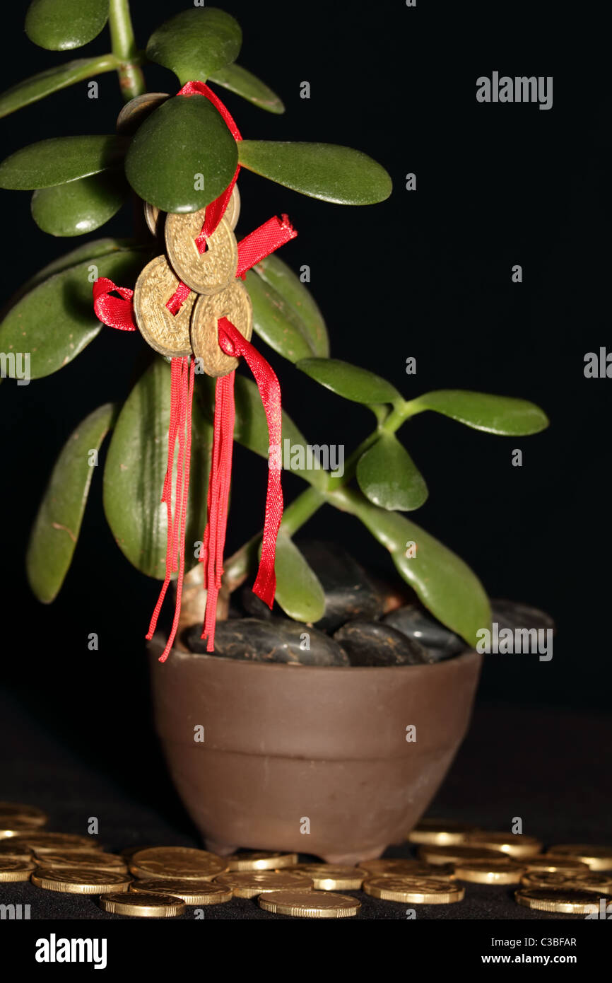 Feng Shui Münzen auf Geldbaum mit Goldmünzen symbolisiert Erfolg und Reichtum Stockfoto
