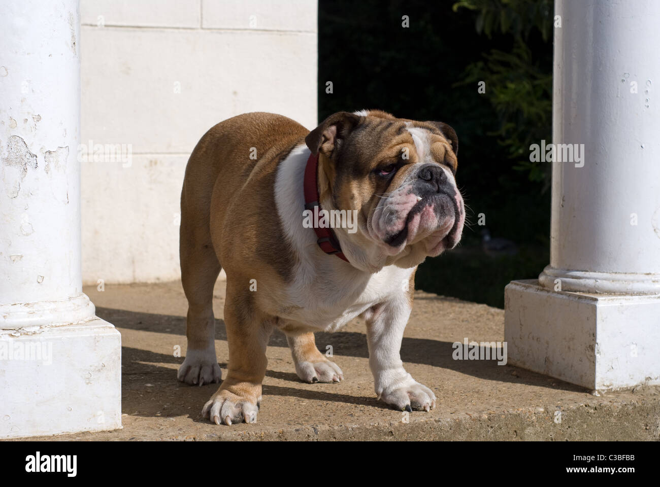 Eine britische Bulldogge in Wanstead Park, East London. Stockfoto