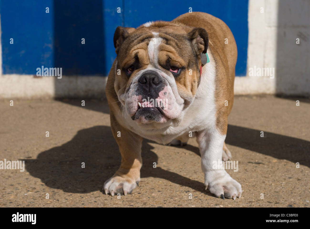 Eine britische Bulldogge in Wanstead Park, East London. Stockfoto