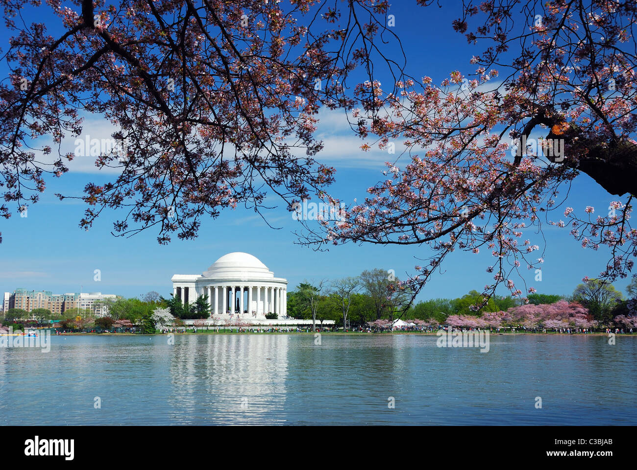 Jefferson national Memorial mit Kirschblüten in Washington DC. Stockfoto