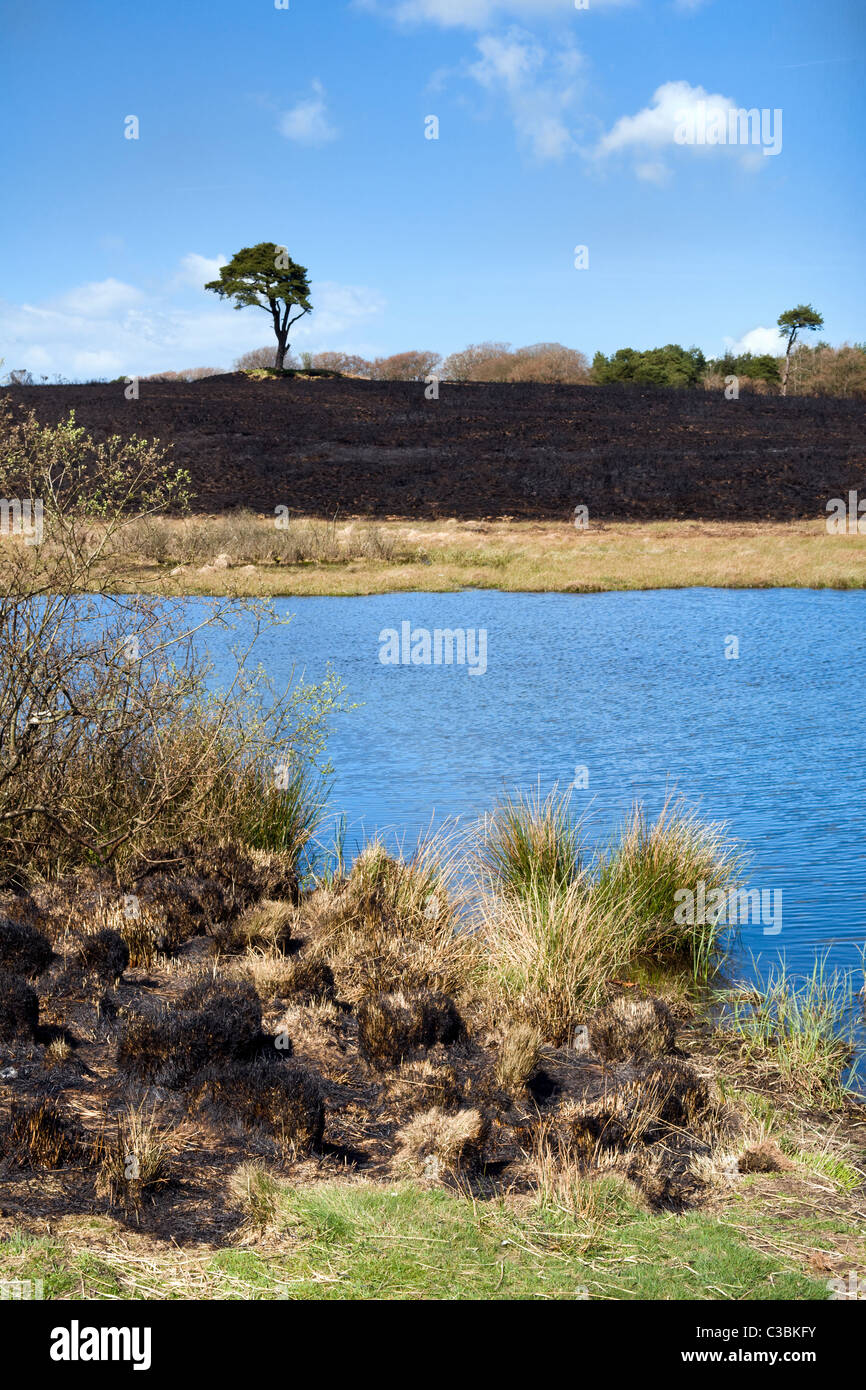 Priddy Teich im Mendips, Somerset mit geschwärzten Landschaft nach Bürstenfeuer erlittenen an sonnigen Tag Stockfoto