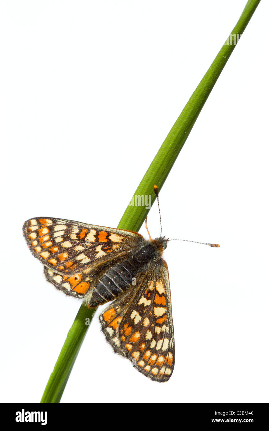 Obere Seitenansicht des Marsh Fritillary Etikett Aurinia auf Rasen ergeben sich auf weiße Studio-Hintergrund, Gloucestershire, UK, Mai 2011. Stockfoto