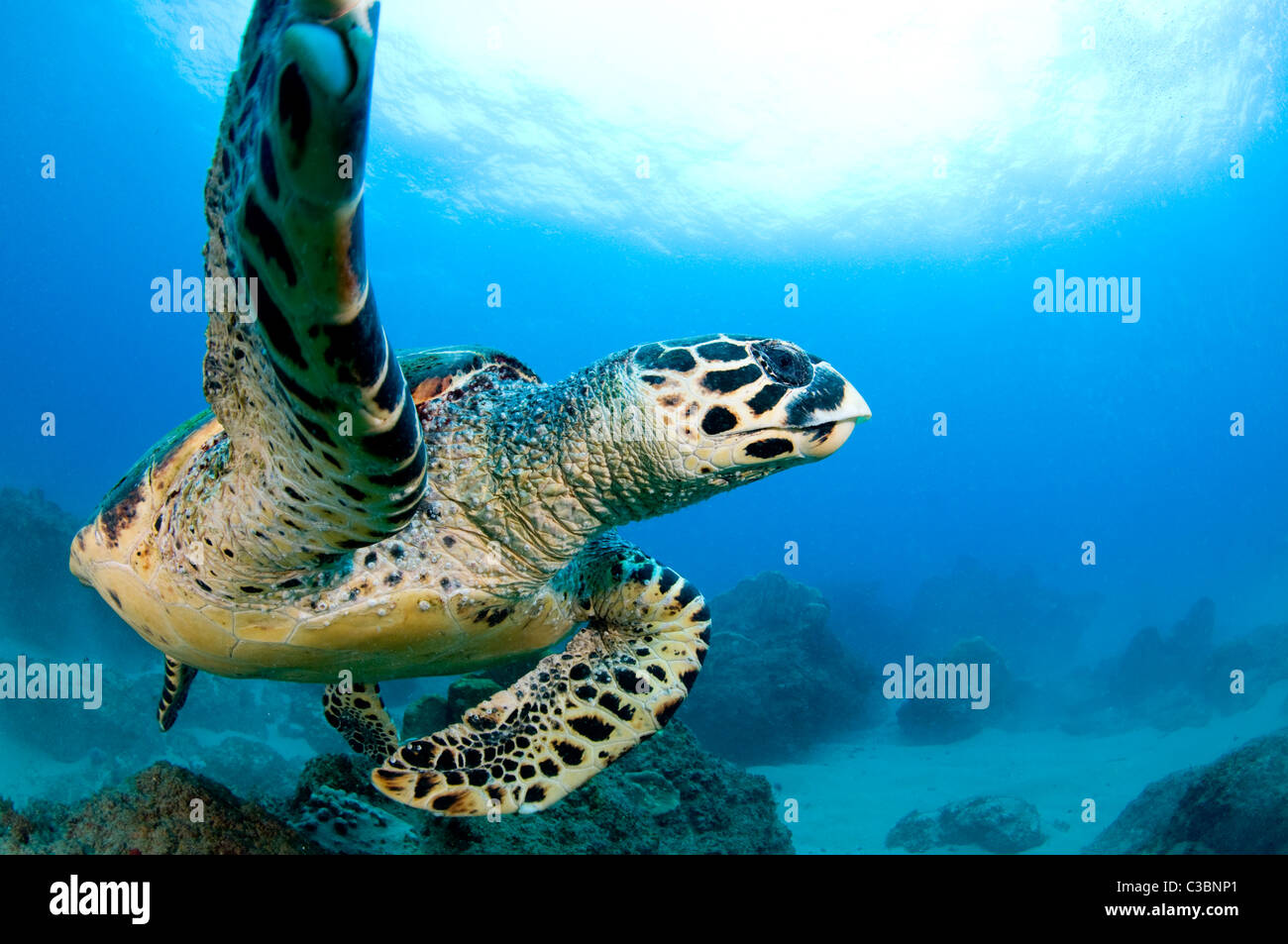 Echte Karettschildkröte-Urtle Eretmochelys-imbricata Stockfoto