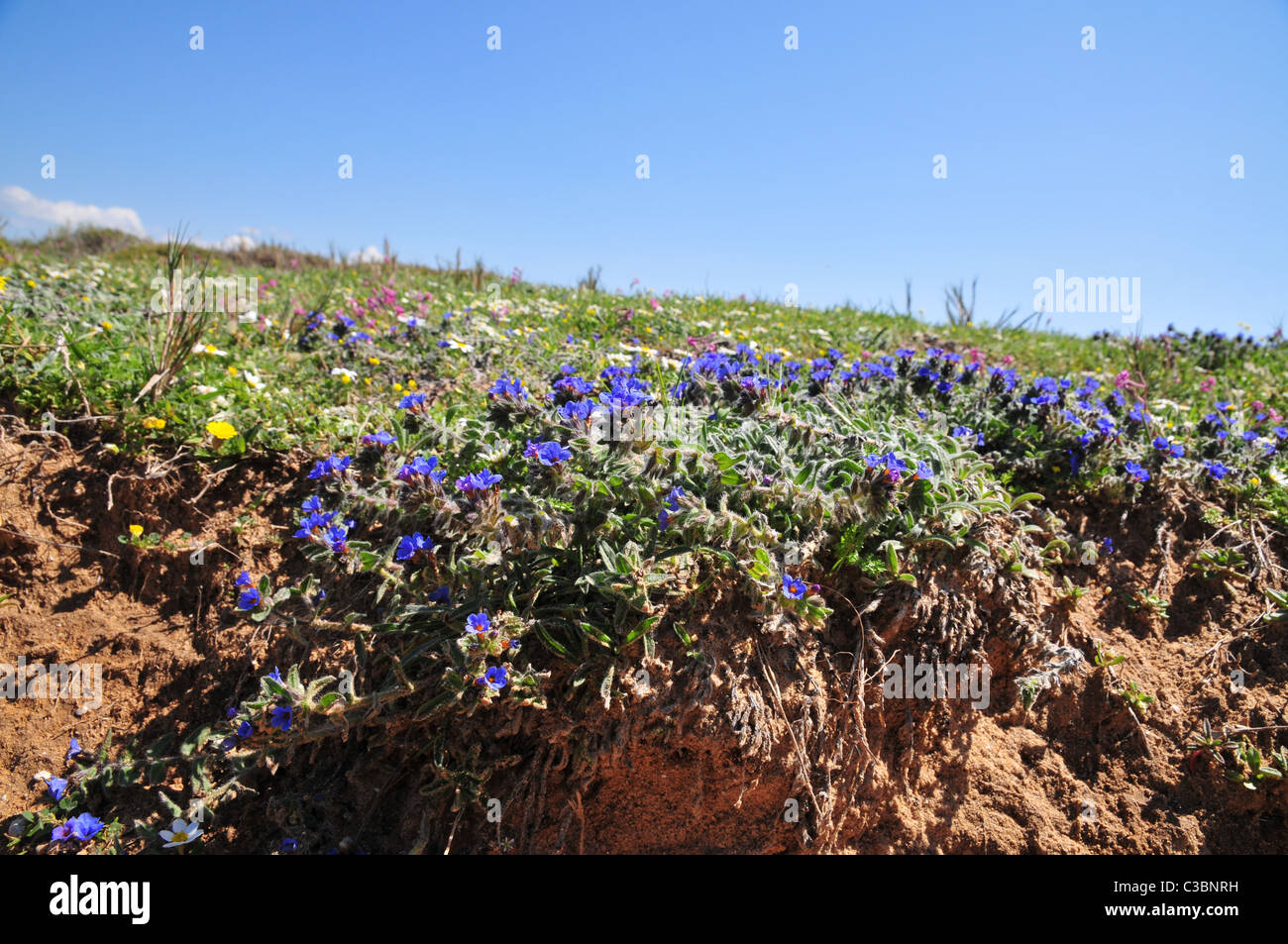 Alkanet oder Färber Bugloss (gab Tinctoria) Stockfoto