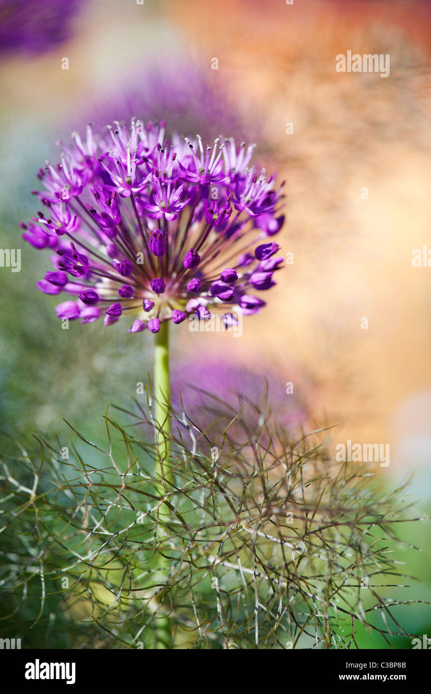 Allium 'Purple Sensation' Hollandicum.  Ornamentale Zwiebel Blume unter Fenchel Laub Stockfoto