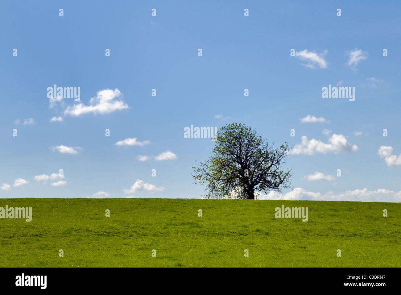 Baum mit neuer Frühling Blättern auf Horizontlinie mit blauem Himmel und grünen Wiese vor genommen nr Night Somerset Niveaus Grossbritannien Stockfoto