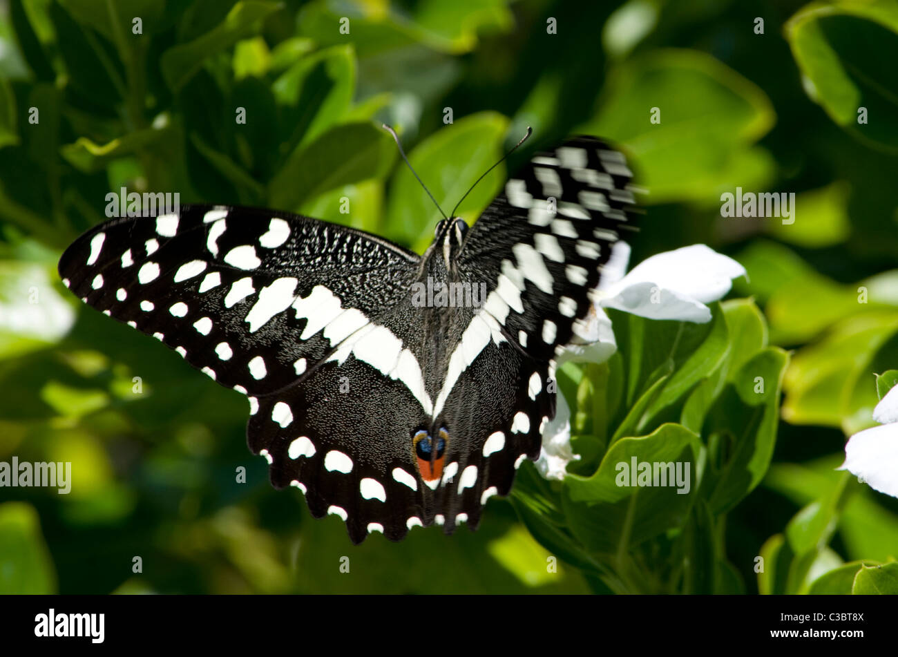 Schmetterling Stockfoto