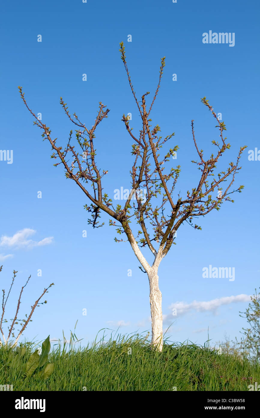 Aprikosenbaum im Frühjahr über blauen Himmel isoliert Stockfoto