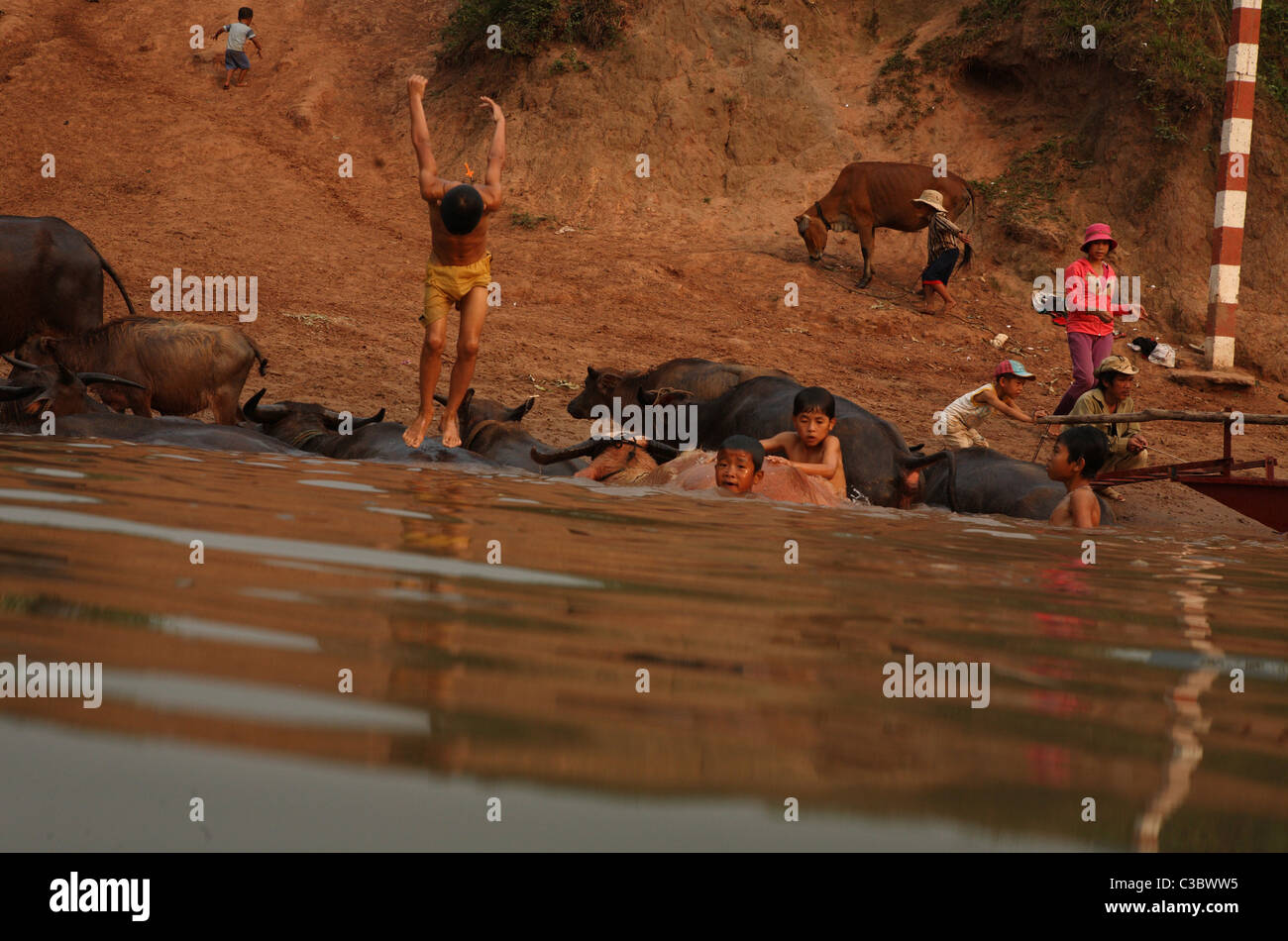 Kleine Kinder spielen, um im Fluss mit Wasserbüffel am Ufer des Flusses Sohn, Phong Nha, Ke Bang NP, Vietnam Stockfoto