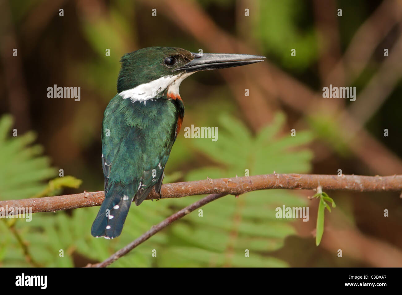 Crooked Tree Wildlife Sanctuary: Grüne Kingfisher Stockfoto