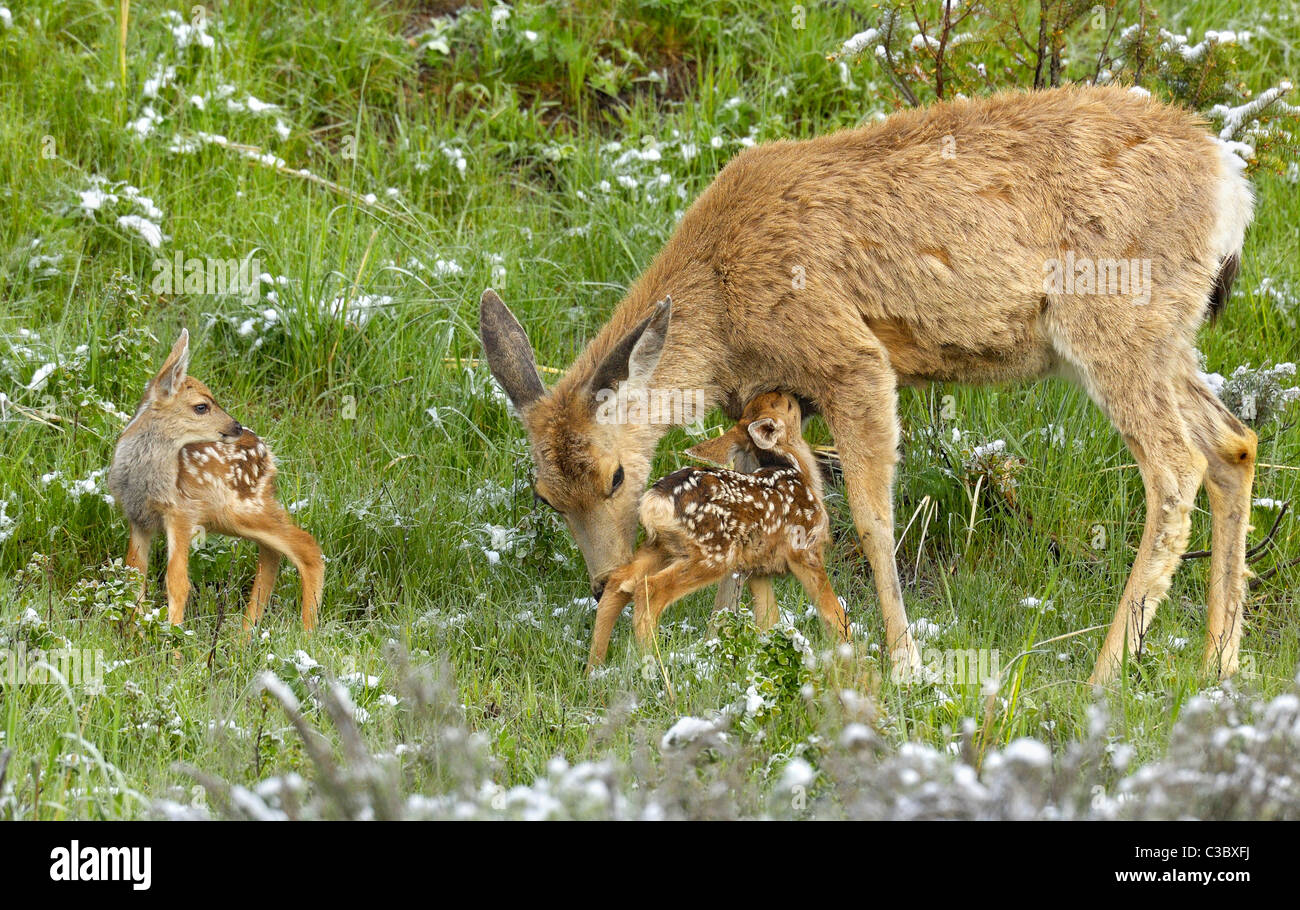 Hirsch-Liebe Stockfoto