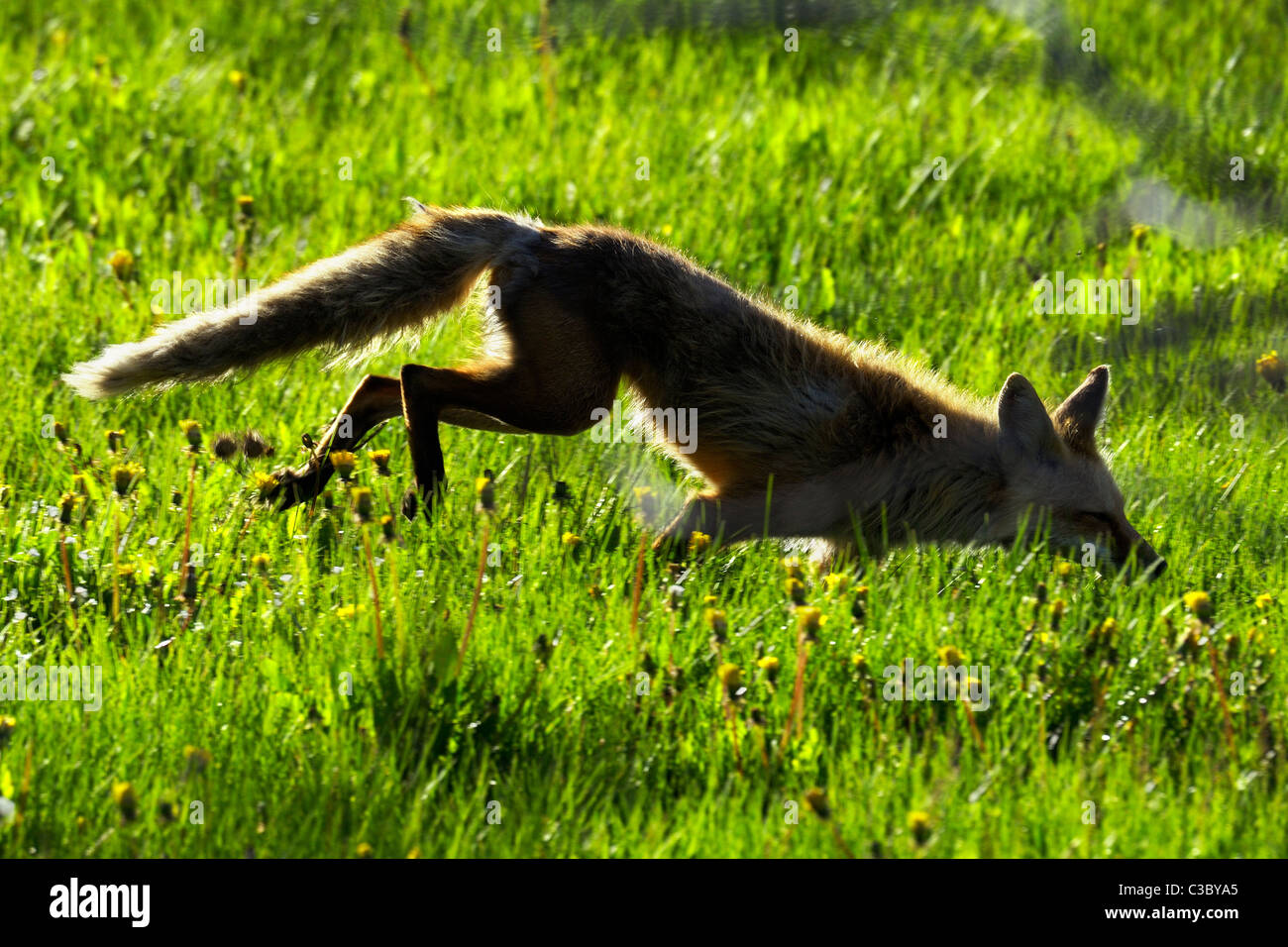 Backlit-Fox Stockfoto