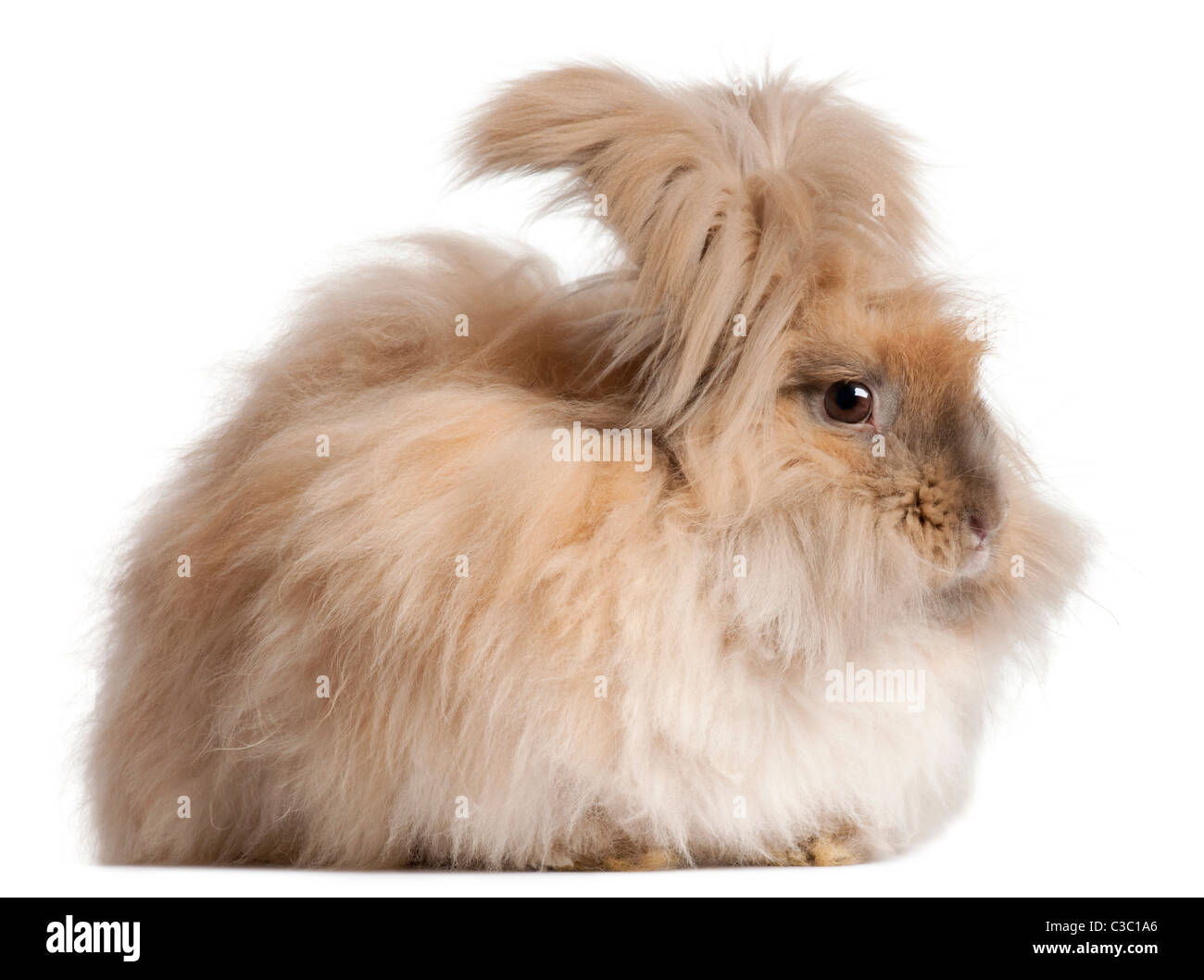 The angora rabbit -Fotos und -Bildmaterial in hoher Auflösung – Alamy