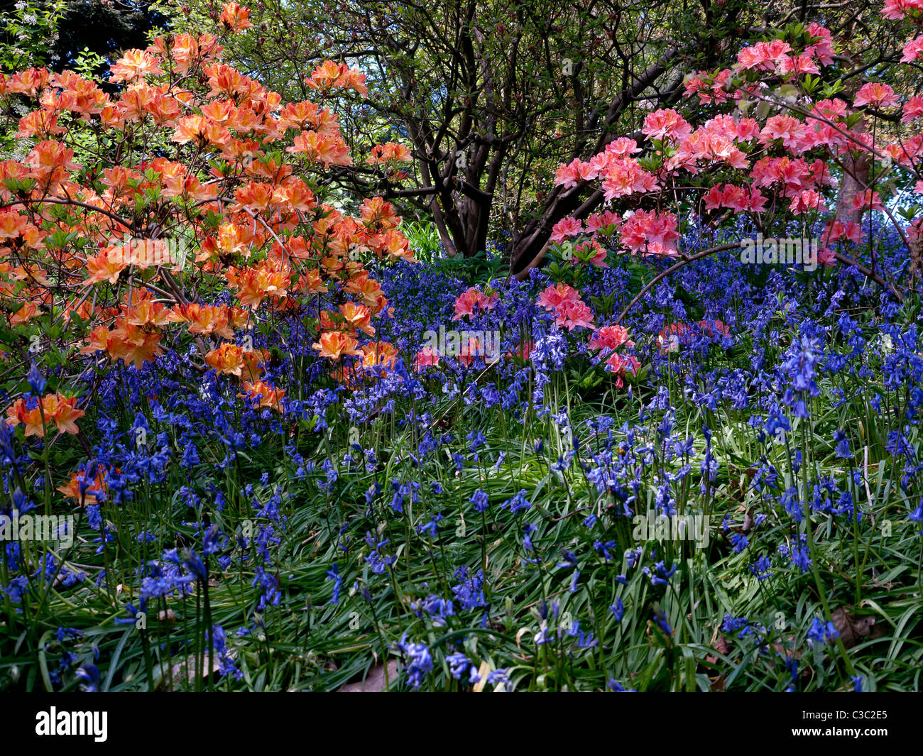 Azaleen, Rhododendren und Glockenblumen in der Royal Horticultural Society Botanical Gardens, Wisley, Vereinigtes Königreich Stockfoto