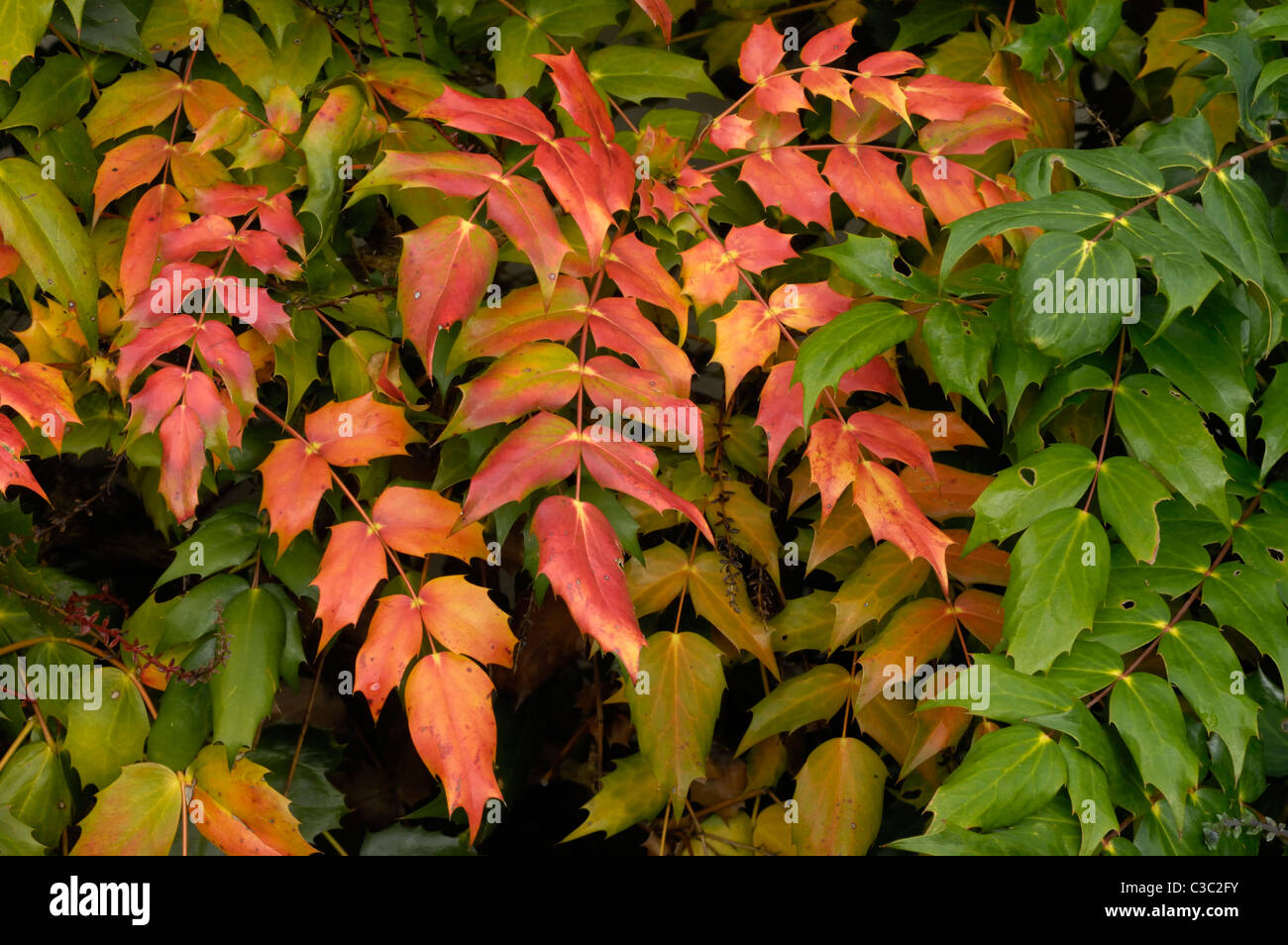 Roten sterben Blätter auf einem Mahonie Strauch kurz vor der Blüte Stockfoto