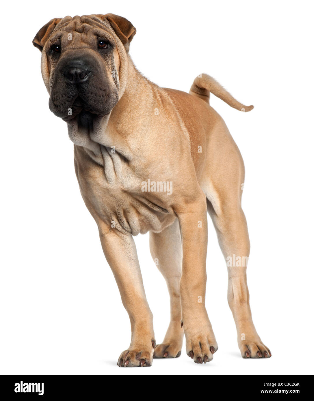 Shar Pei Welpen, 6 Monate alt, vor weißem Hintergrund Stockfoto