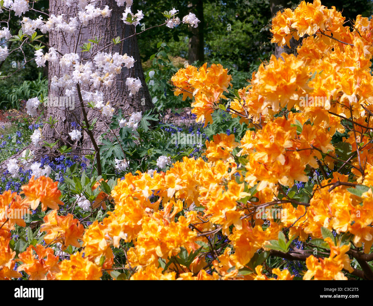 Azaleen und Rhododendren Royal Horticultural Society Botanischer Garten, Wisley, Vereinigtes Königreich Stockfoto