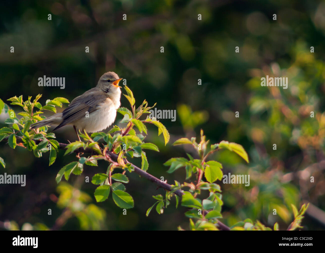 Fitis (Phylloscopus Trochilus) Unterzeichnung von Barsch in der Frühlingssonne, Warwickshire Stockfoto