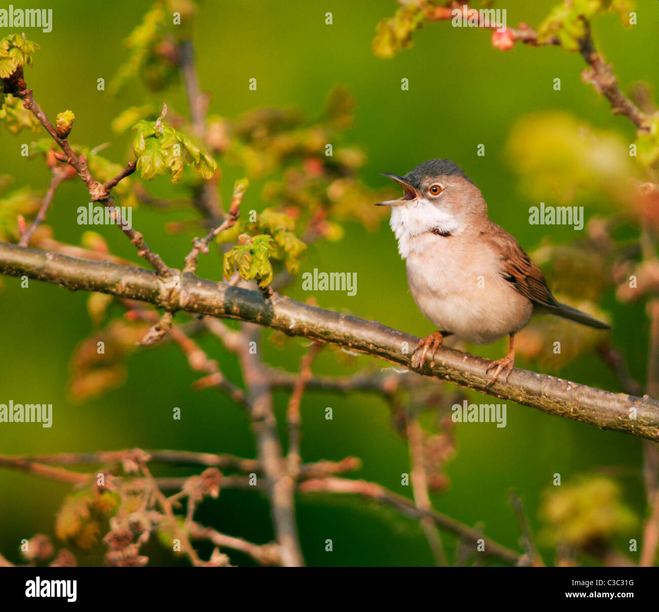 Männliche Whitethroat (Sylvia Communis) singen von Barsch, Warwickshire Stockfoto