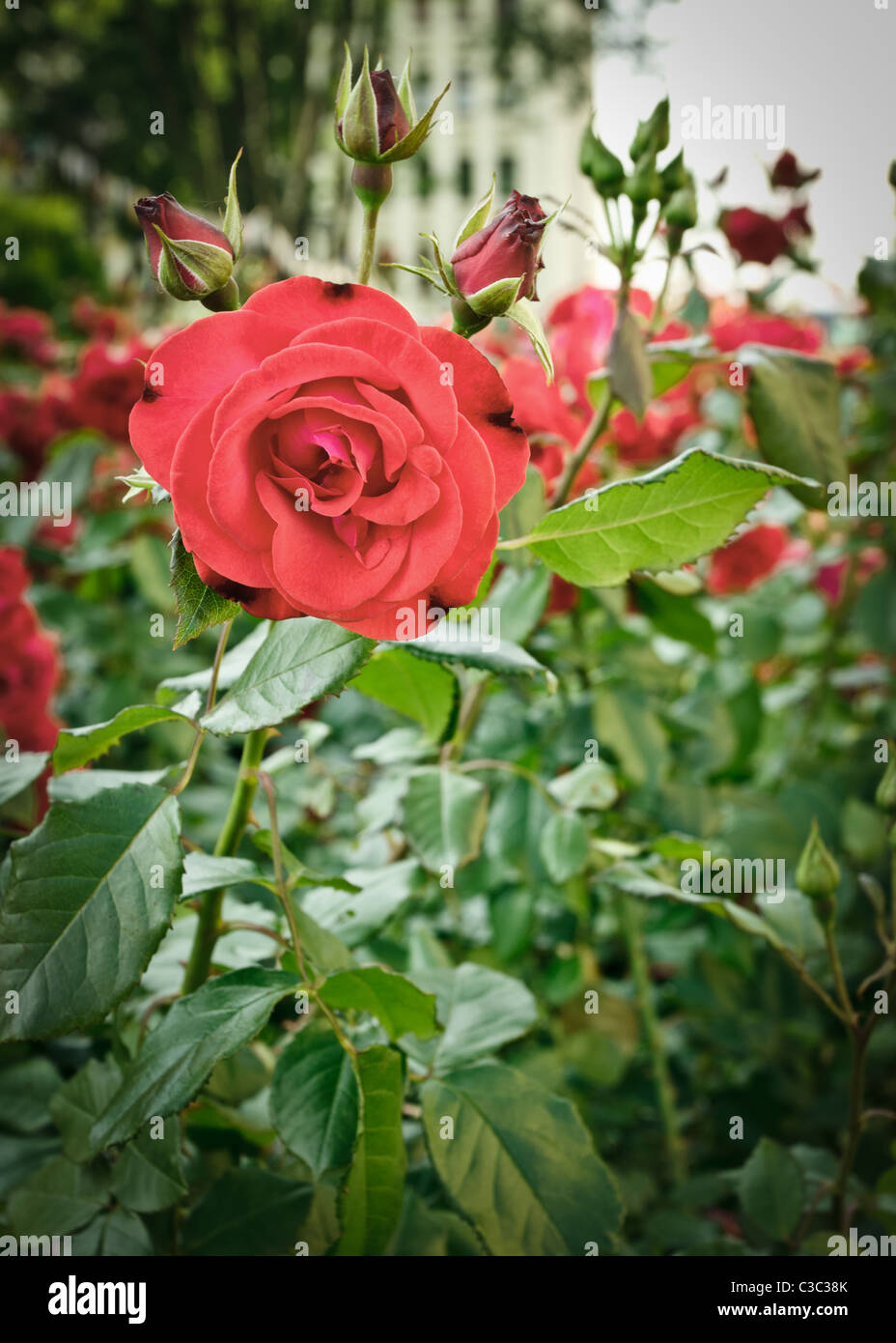 grünen Wiese voll mit wilden Rosen Stockfoto