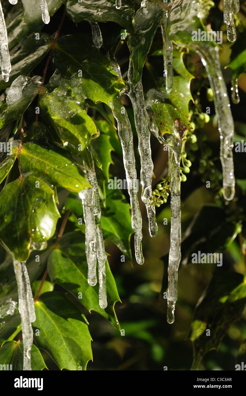 Eiszapfen hängen von den Blättern einer Mahonia x Media in Blütenknospe an einem kalten Wintertag Stockfoto