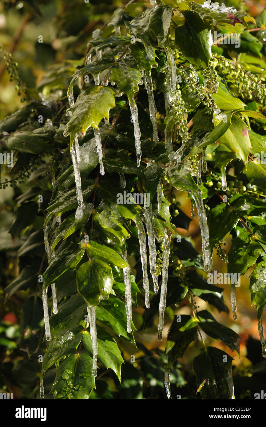 Eiszapfen hängen von den Blättern einer Mahonia x Media in Blütenknospe an einem kalten Wintertag Stockfoto