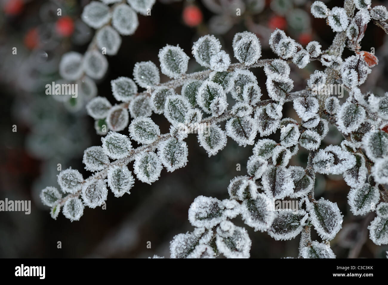 Raureif auf die Zwergmispel Horizontalis verlässt in einem Devon Garten im winter Stockfoto