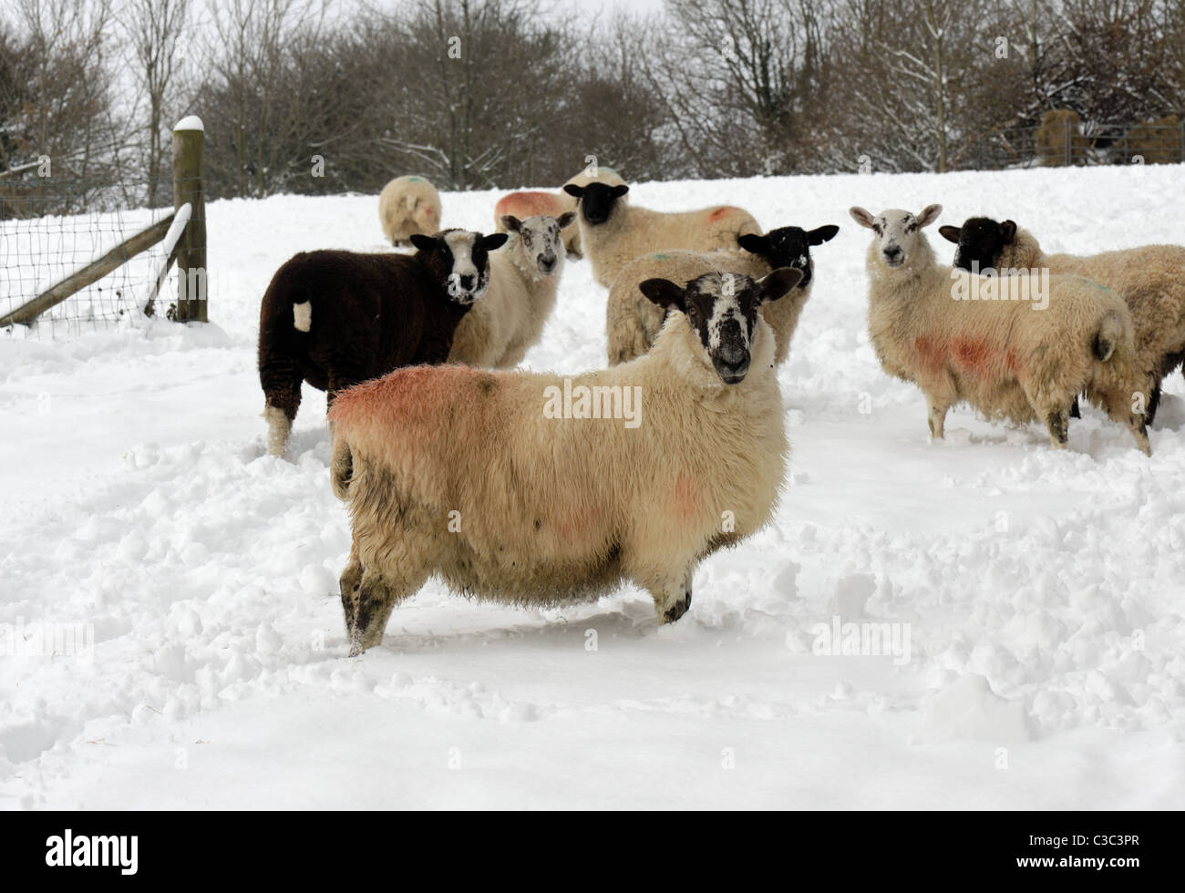 Gemischte kleine Herde von Maultier Jahr alte Mutterschafen in einem schneebedeckten Feld in East Devon Stockfoto