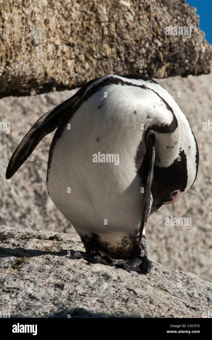 Afrikanische Pinguin (Spheniscus Demersus) Pflege auf Granitblock Boulders Beach, Simons Town Table Mountain N. P. Stockfoto