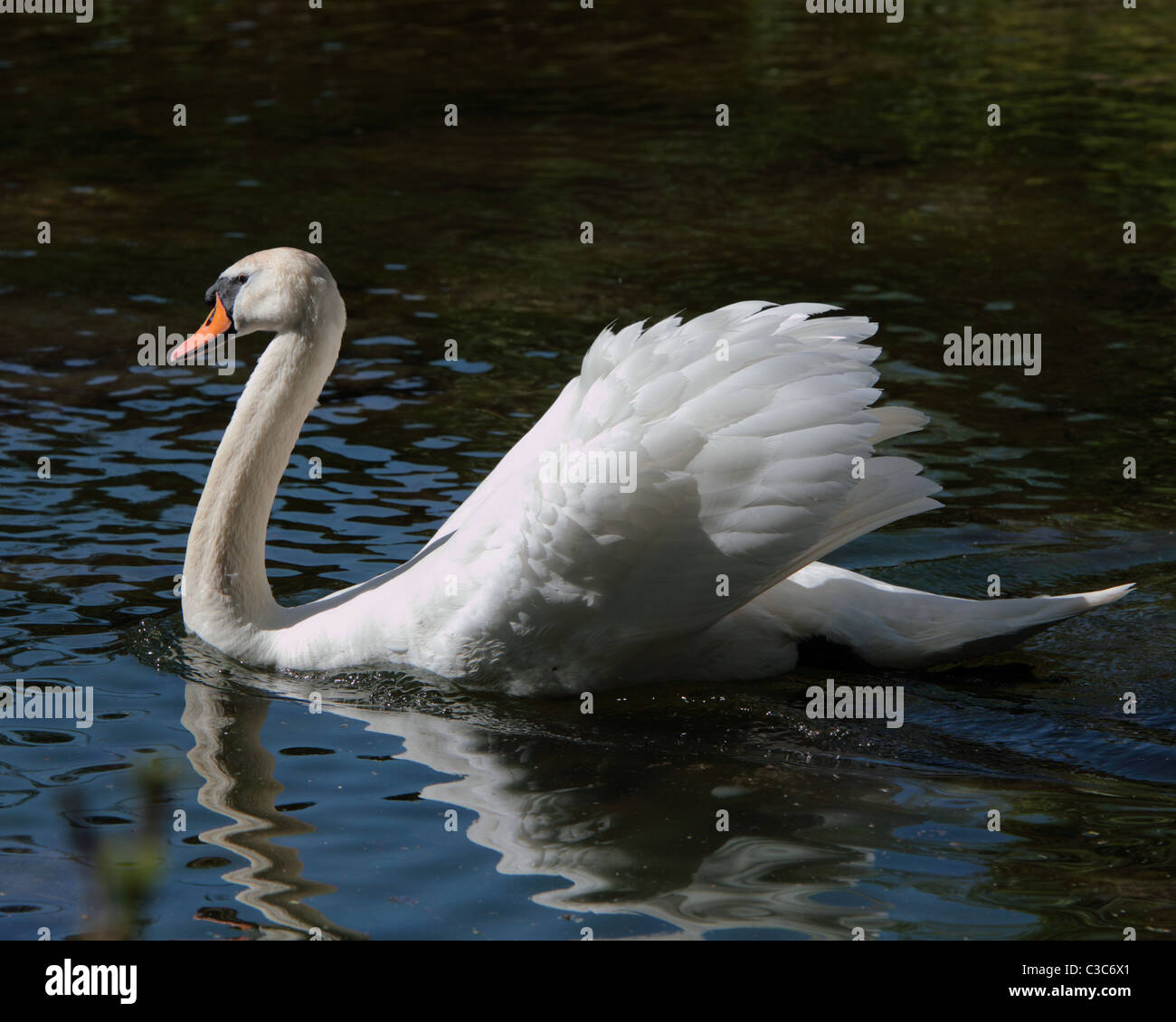 Höckerschwan auf dem Wasser, wie es vergeht mit seiner Flügel angehoben. Stockfoto