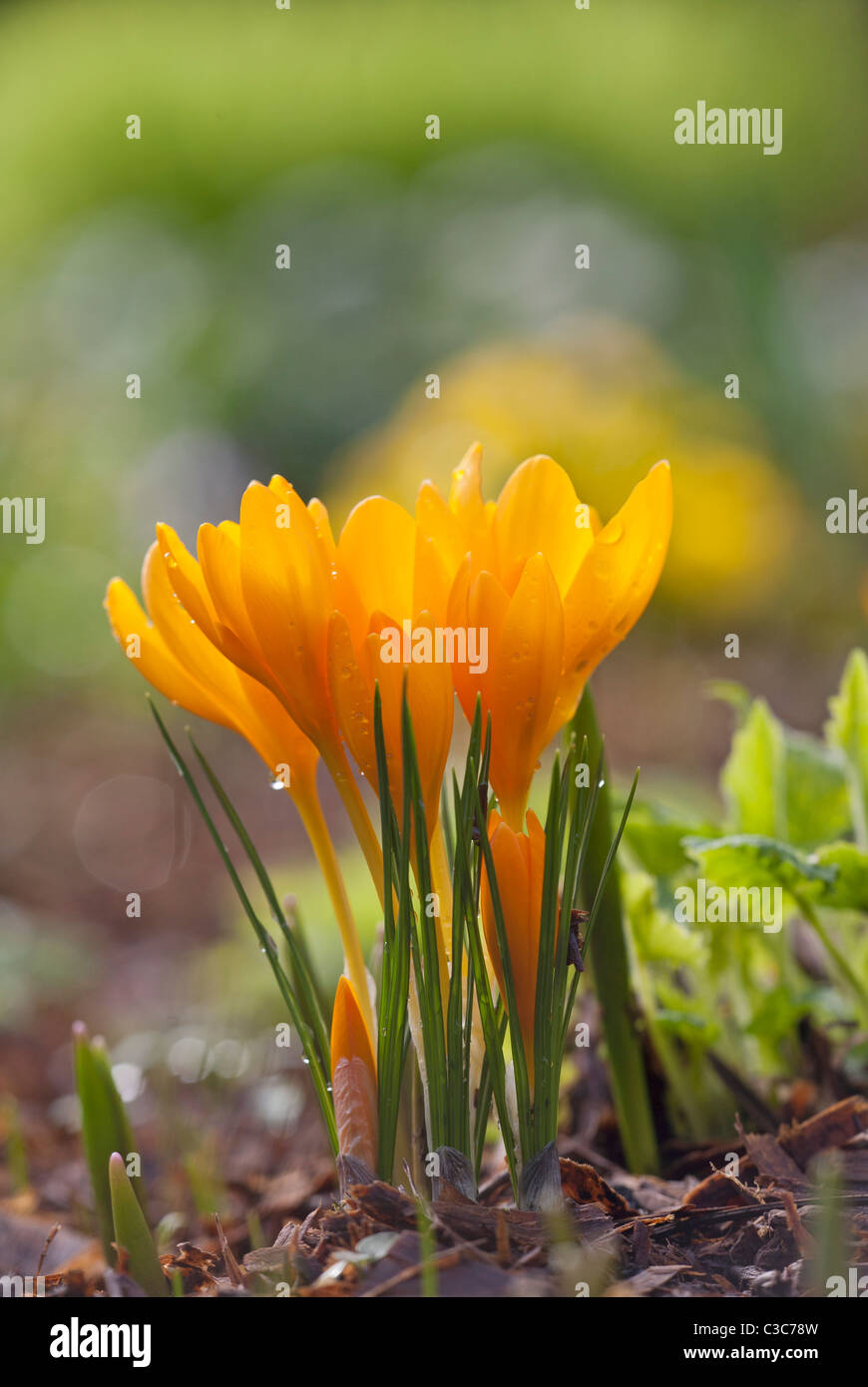 Gelbe Krokusse blühen im Frühling mit frühen Morgen Tau Stockfoto