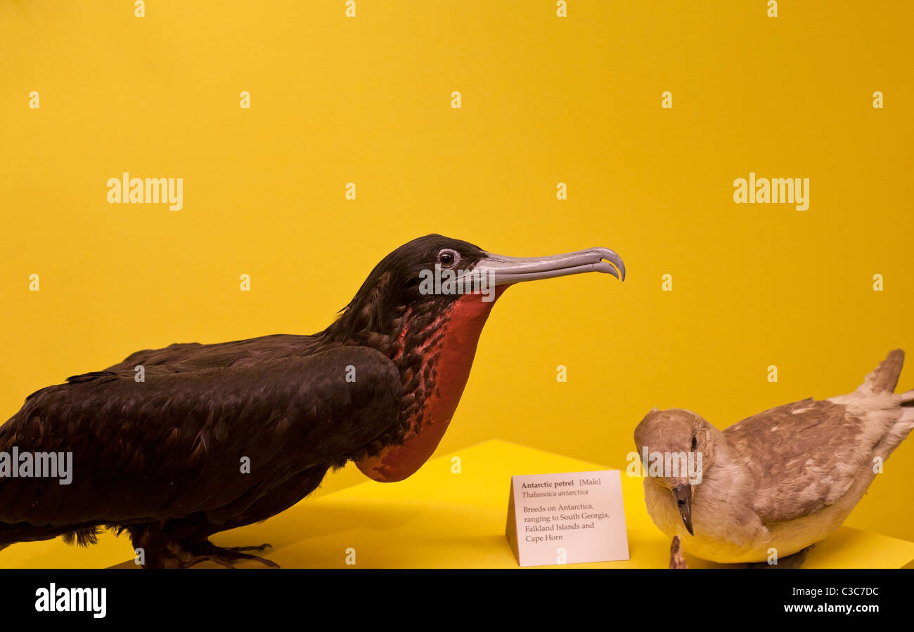 Gefüllte Fregattvogel im Natural History Museum Stockfoto