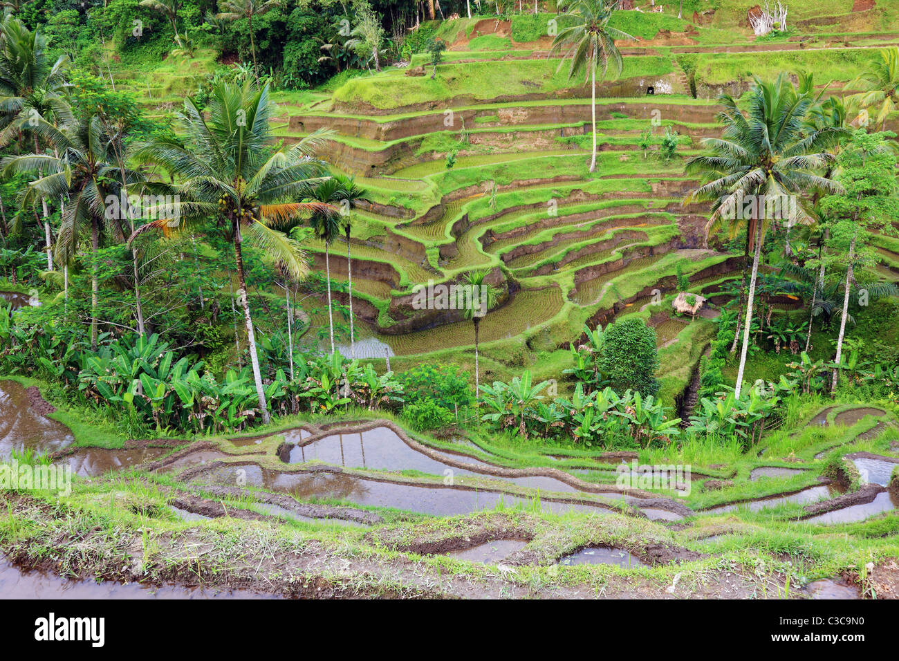 Balinesen Reis Terrassen Landschaft, Indonesien. Stockfoto