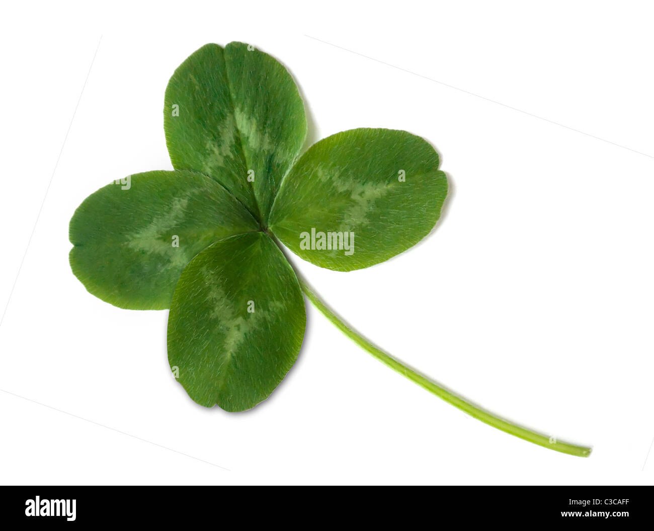 4 leaved Clover isoliert auf weißem Hintergrund Stockfoto