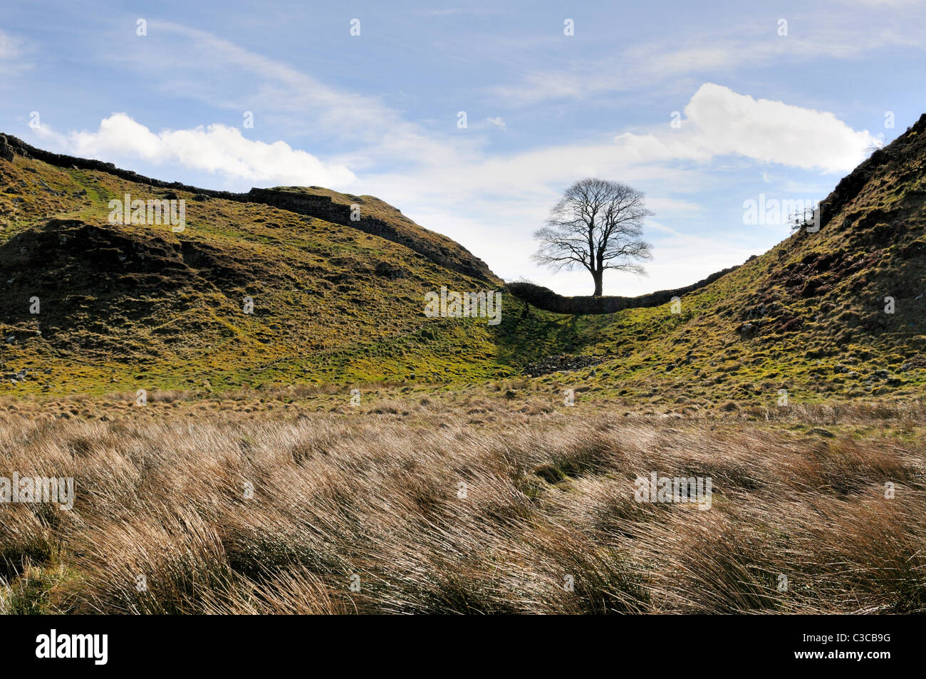 Hadrians Wall in Sycamore Lücke zwischen Housesteads und Stahl Rigg. Berühmte Maulbeerfeigenbaum