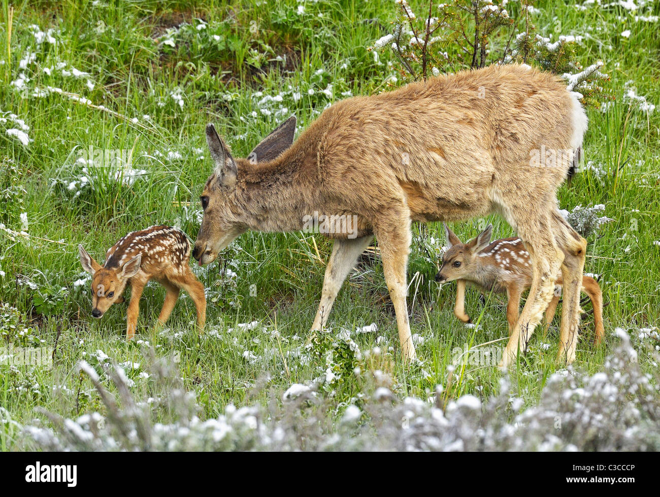 Neugeborenen Maultier-Rotwild Stockfoto