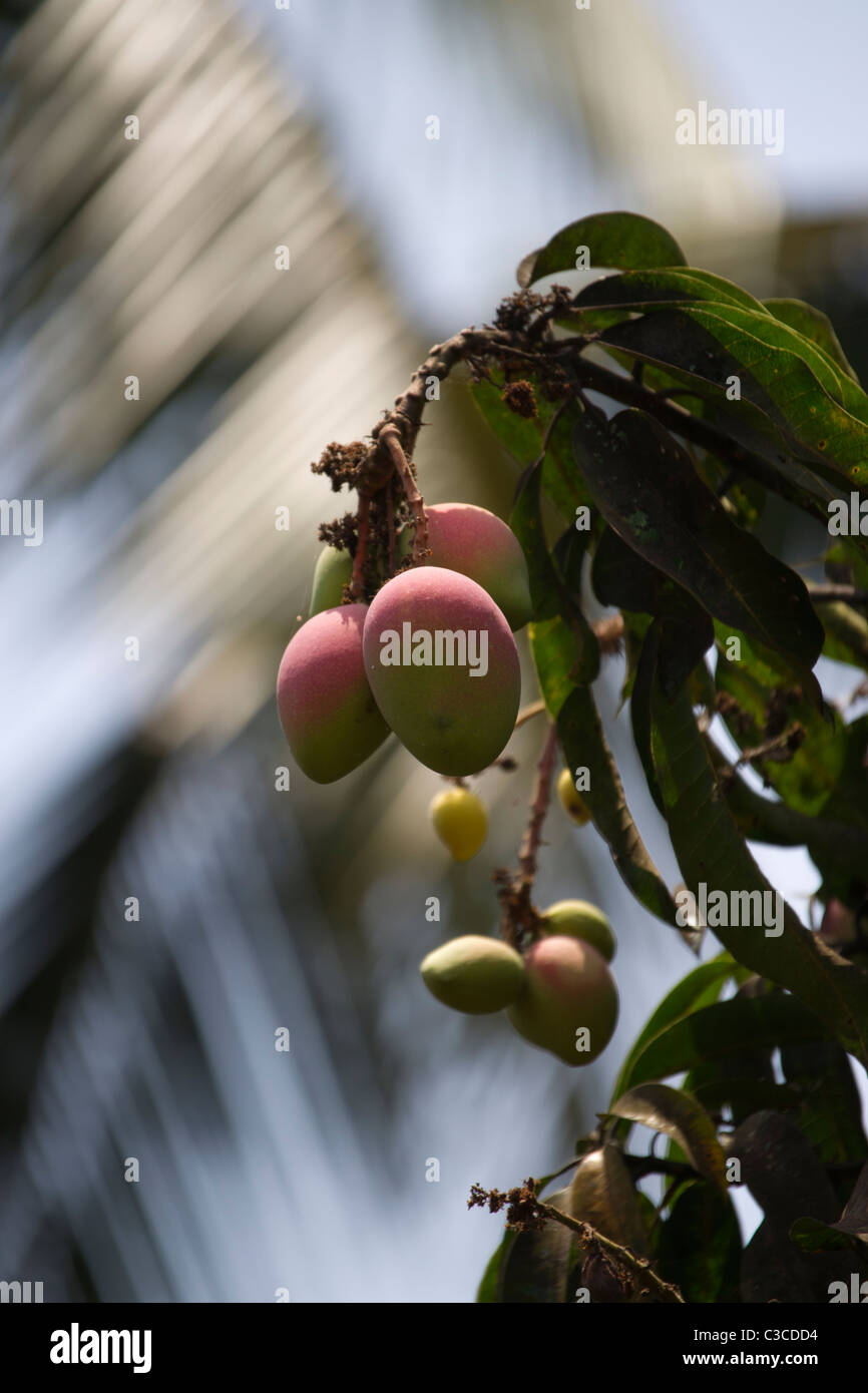 Mangos wachsen auf einem Baum in Arpora, Goa Stockfoto