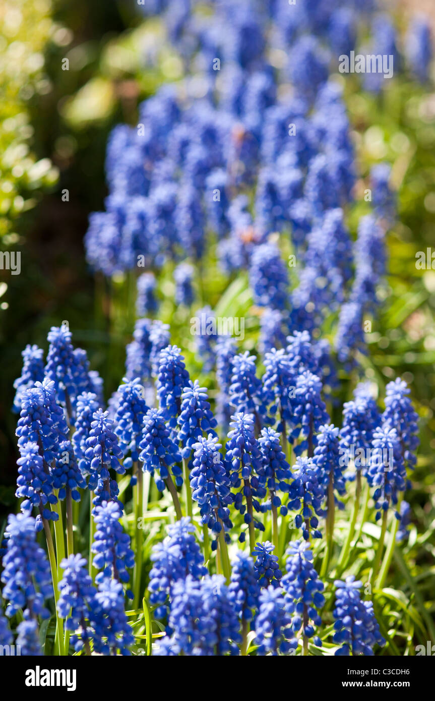 Cluster von Traubenhyazinthen. Stockfoto